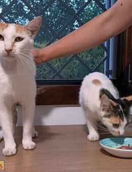 Felipin & Leonors- Zuhause gesucht - Bad Camberg