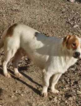 Kleiner Timmy sucht Für-immer-Zuhause - Mannheim