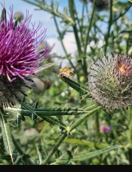 Wollkopf- Kratzdistel (Cirsium eriophorum) - Horgenzell