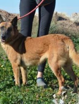 Magia 💖 Malinois mit großem Herzen - Lenningen
