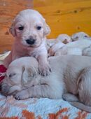 Golden Retriever Welpen in 79685