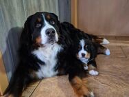 Berner Sennenhund Welpe mit Papiere - Gemünden (Main)