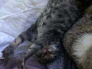 3 wundervolle Babykitten in 🩵-volle Hände abzugeben - Ostenfeld (Rendsburg)