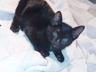 Morris aus dem Tierschutz - Grevenbroich