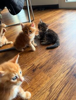 Fünf süße Kitten suchen ein liebevolles Zuhause – Maine-Coon Mix (Tigerle × Maine Coon) - Donaueschingen