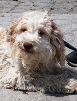 Ulla ist ein Traumhund + liebt Menschen! - Karben