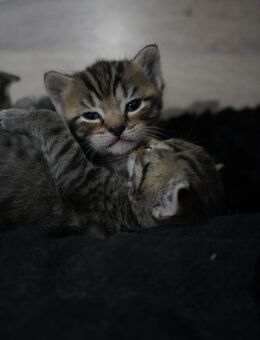 Zwei Kitten suchen ein Zuhause - Potsdam