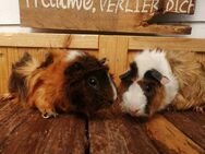 2 bunte 3J. Rosetten Meerschweinchen Weibchen Mädchen Damen - Birstein
