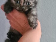 BKH Kitten Jungen - Marl (Nordrhein-Westfalen)