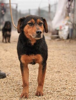 Neymar-VA, Tolles Kerlchen - Neustadt (Rübenberge)