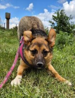 Liebe Ruby sucht eine neue Bleibe - Kleinostheim