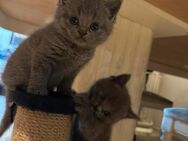 Britische Kurzhaar-Kätzchen zu verkaufen - Wassenberg