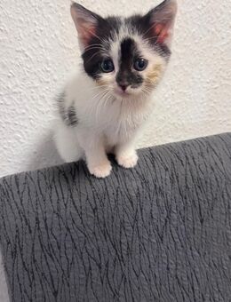 🐱 Zuckersüße Kitten suchen ein liebevolles Zuhause 🐾💖 - Mönchengladbach