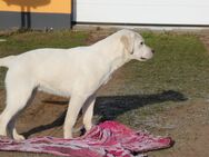 weißer Labrador Jungrüde - Marlow