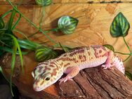 2 gecko Weibchen abzugeben - Niedergörsdorf