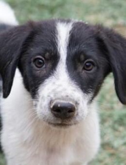 Daryl, geb. ca. 05/2024, Griechenland - Euskirchen