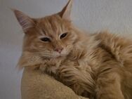 Maine Coon Dame - Herzberg (Harz)