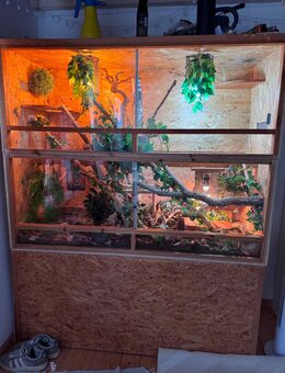 2 Kornnattern inklusive Terrarium - Bodensee (Niedersachsen)