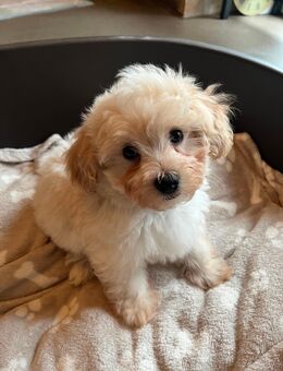 Maltipoo Welpen, creme/ caramell, Malteser/ Pudelmix - Schlangenbad