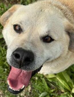 Der fröhliche Max sucht sein Zuhause! - Beltheim