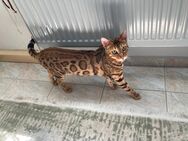 Reinrassiger Bengal Kater mit Ahnentafel - Hanau (Brüder-Grimm-Stadt)