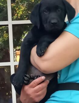 Reinrassige Labrador Welpen 800€, 39606Osterburg - Osterburg (Altmark) Zentrum