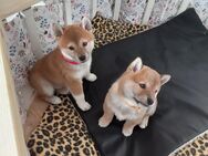 2 kleine Shiba Inu Hündinen suchen ein liebevolles zu Hause. - Bad Segeberg