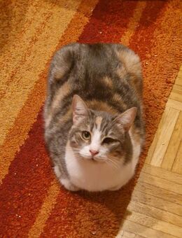 Katze dreifärbig Glückskatze - München Trudering-Riem