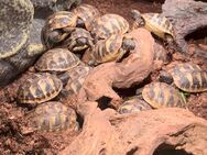 Griechische Landschildkröten - Testudo hermanni - in liebevolle Hände zu verkaufen, Nachzucht aus Juli 2024 - Wiesbaden Kastel