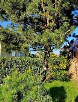 Gepflegtes Einfamilienhaus mit großzügigem Grundstück mit guter Erreichbarkeit der Ostsee - Löbnitz (Mecklenburg-Vorpommern)