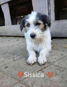 SISSICA ♥ gerettet aus Tötung Slatina - Uetze