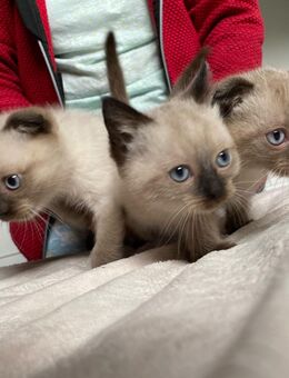 3 Baby Siam Katzen - Lüdenscheid