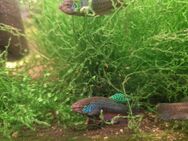 Betta s. Guitar ♂️♀️ 7 Monate!!!! - Potsdam