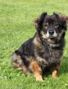 Goldschatz FRODO sucht sein Zuhause - Berlin