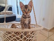 Diva,Daisy,Diamand, Dina Reinrassige Bengal Kitten mit Stammbaum - Ankum