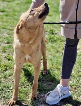 Freundliche SILVI sucht IHRE Menschen ♥️ - München