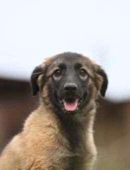 Hillary, liebevolles Zuhause gesucht - Linden (Hessen)