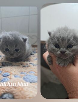 typvolles, verschmustes BKH Mädchen - Arenshausen