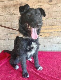 ❤️ lieber Familienhund JANKO ❤️ - Mamming