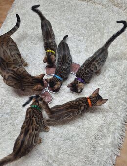 Bengal kitten mit Stammbaum - Dortmund