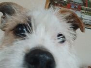 Parson russell terrier mischlingshündin - Bunde