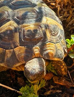 2 griechische Landschildkröten, Testudo hermanni - Blankenfelde-Mahlow