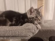 Bkh mix Kater - Bochum