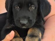 Süße Berner Sennenhund Mix Welpen abzugeben! - Thundorf (Unterfranken)