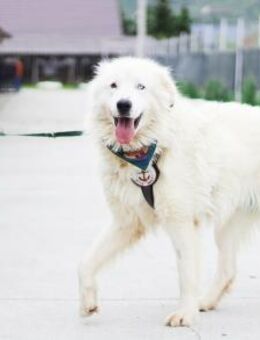 Giacomo sanfter Riese mit treuem Blick - München