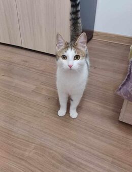 Katze GINA als Kitten auf der Straße - Augsburg