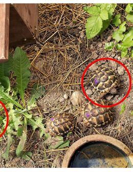Griechische Landschildkröten NZ 2022 - Ludwigshafen (Rhein)