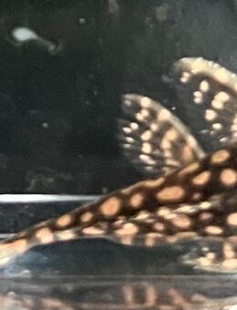 L 136C Demini-Engelsharnischwels- Hypancistrus sp. - Sulingen Zentrum