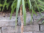 Yucca Palme verschiedene Größen anschauen und mitnehmen - Niederwerrn