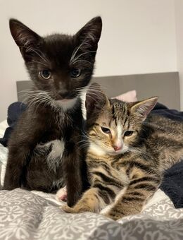 EKH Kitten Geschwisterpaar abzugeben - Dortmund